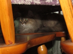 petsjune17.jpg