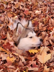 petsoct05.jpg