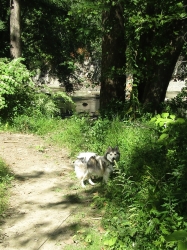 septpets01.jpg