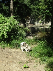 septpets02.jpg