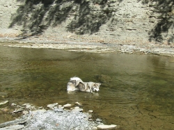 septpets05.jpg