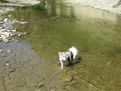 septpets07.jpg