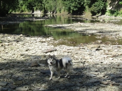 septpets08.jpg