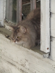 septpets13.jpg