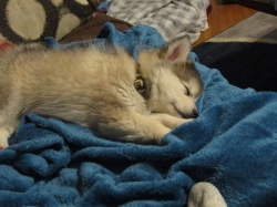 sleepteddy1.jpg