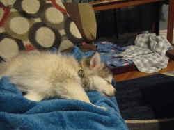sleepteddy2.jpg