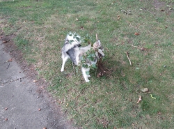 stump1.jpg