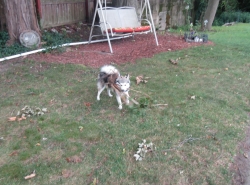stump2.jpg