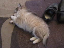teddy1.jpg