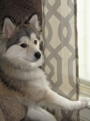 teddyportrait7.jpg