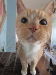 vacpets02.jpg