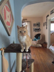vacpets03.jpg