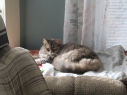 vacpets04.jpg