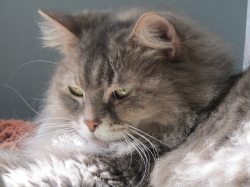 vacpets05.jpg
