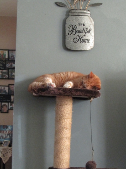 animals81901.jpg