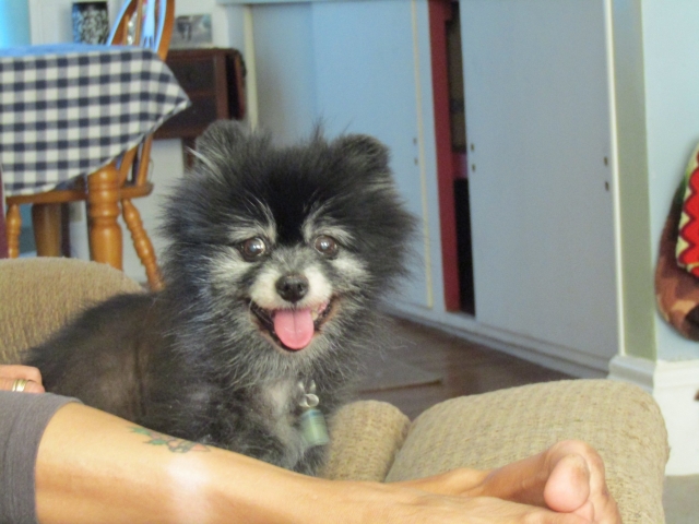 animals81903.jpg