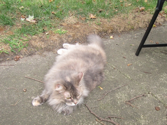 animals81904.jpg