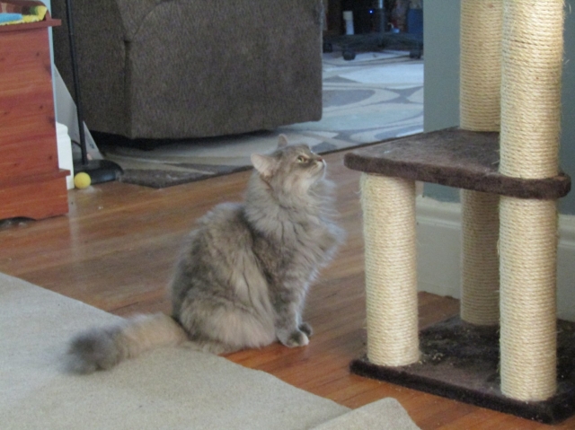 animals81906.jpg