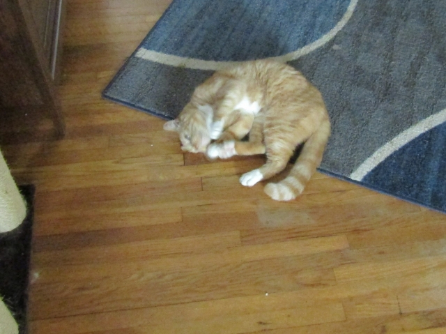 nip11092.jpg