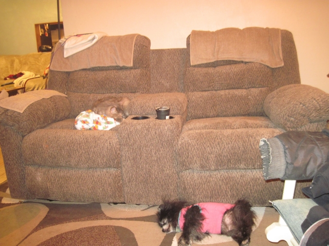 petsleep.jpg