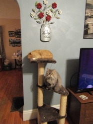 animals81902.jpg