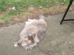 animals81904.jpg