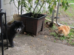animals81905.jpg