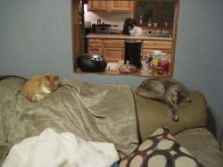 cats119.jpg