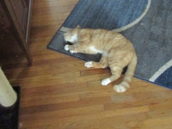 nip11091.jpg