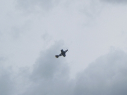 dday18032.jpg