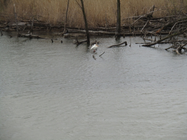 pelican02.jpg