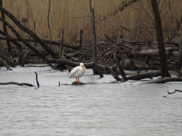 pelican04.jpg