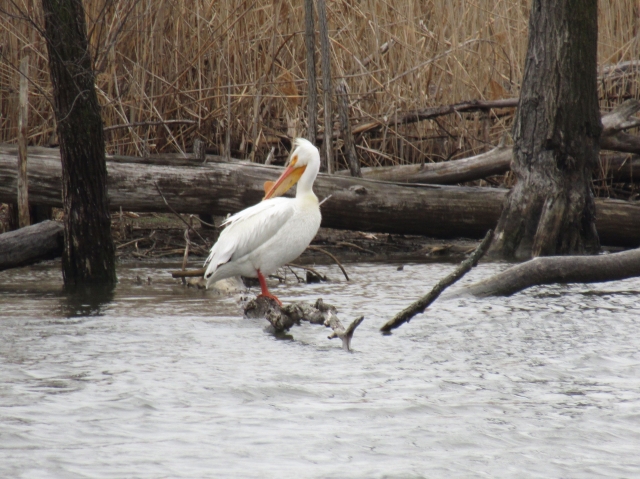 pelican05.jpg