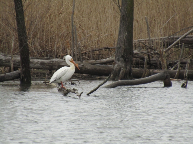 pelican06.jpg