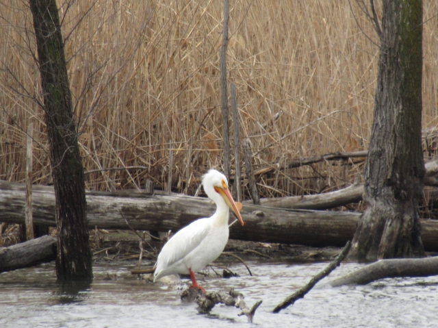 pelican07.jpg