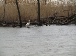 pelican03.jpg