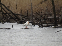 pelican04.jpg