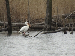 pelican06.jpg