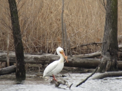 pelican07.jpg