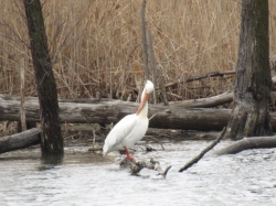 pelican08.jpg