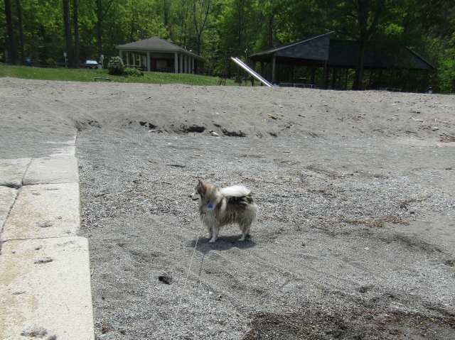 racoon05.jpg