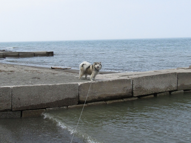 racoon07.jpg