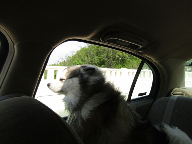 racoon16.jpg