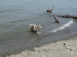 racoon01.jpg