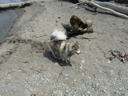 racoon02.jpg