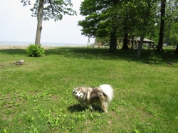 racoon14.jpg