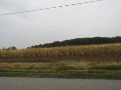 fall2601.jpg