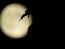 moon608.jpg