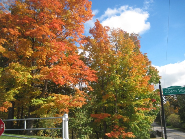 fall1606.jpg