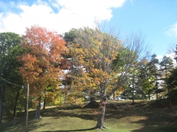 fall1605.jpg